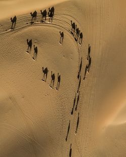 High angle view of people on sand at desert