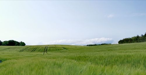 Scenic view of agricultural field against sky