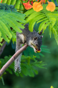 Close-up of squirrel on tree