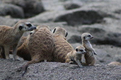 View of meerkat on rock