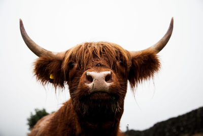 Close-up of cow