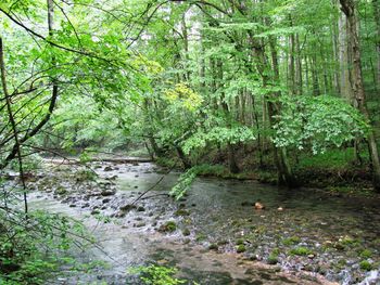 Stream flowing amidst trees in forest