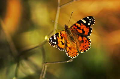 Close-up of butterfly on leaf