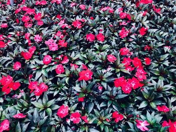 Full frame shot of red flowering plants