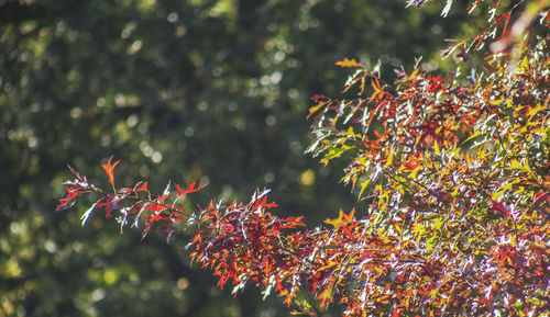 Close-up of red maple leaves on tree