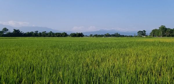 Scenic view of agricultural field against sky