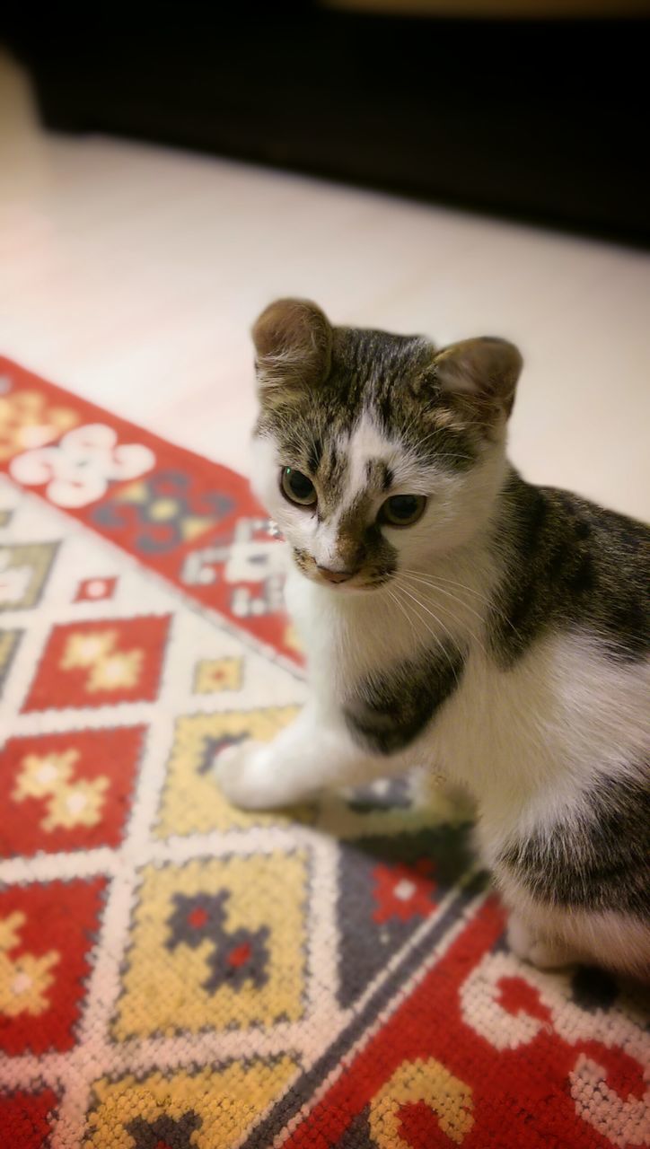 pets, animal themes, indoors, domestic animals, domestic cat, one animal, mammal, cat, feline, relaxation, home interior, whisker, portrait, flooring, looking at camera, high angle view, sitting, lying down, close-up, home