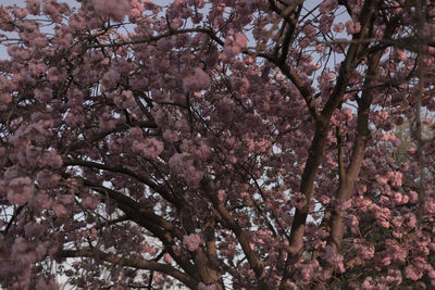 Low angle view of cherry blossoms in spring