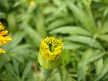 Close-up of yellow flowering plant