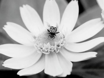 Close-up of bee on white flower