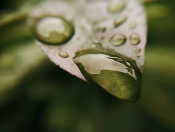 Close-up of wet flower