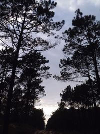 Low angle view of trees in forest against sky