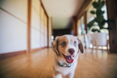 Portrait of dog at home