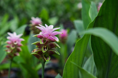 Close-up of pink flowering plant