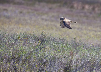 Bird flying over a field