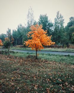 Trees on field against sky during autumn