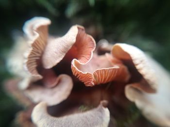 Close-up of mushrooms