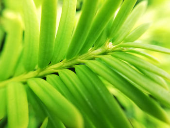 Full frame shot of palm leaves