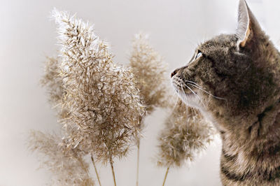 Mackerel tabby cat near dry fluffy reed twigs, selective focus, neutral palette, natural background