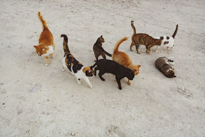 High angle view of sheep