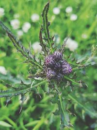 Close-up of purple flowering plant