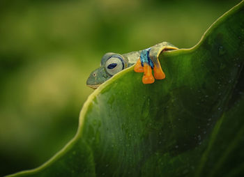 Close-up of frog on leaf