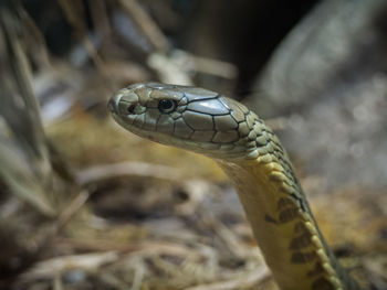 Close-up of lizard