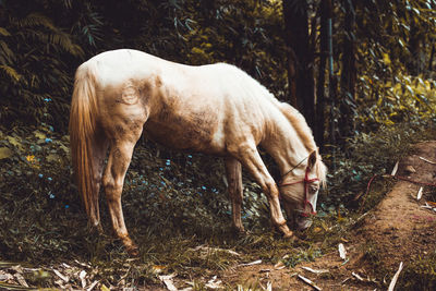 Horse standing in a field