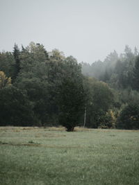 Trees on field against sky