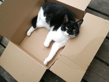 High angle view of cat in box