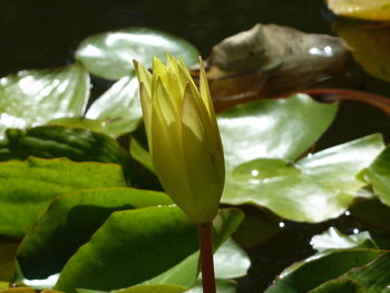 Close-up of lotus water lily