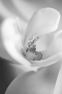 Close-up of white flower