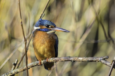 Female kingfisher, alcedo atthis, perched on a tree branch, blurred background