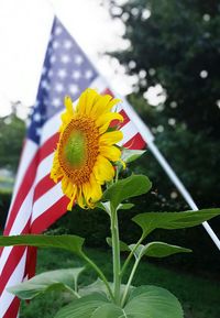 Close-up of yellow flower against blurred background