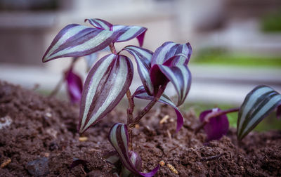 Close-up of plant