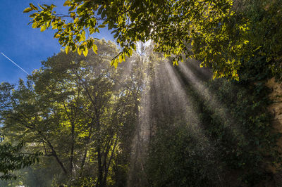 Sunlight falling amidst trees