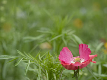 Close-up of pink flowering plant