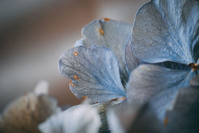 Close-up of dried leaves on plant