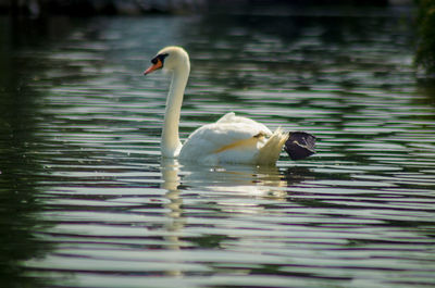 Swan swimming in lake