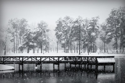 Bare trees on snow covered landscape