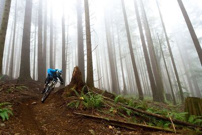 Person riding bike in forest