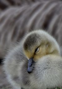 Close-up of a bird