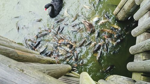 High angle view of turtle in water