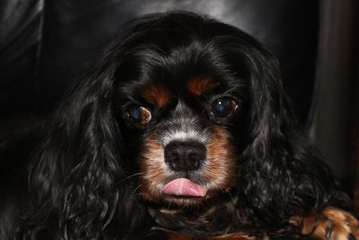 Close-up portrait of a dog