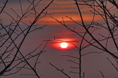 Sun shining through trees