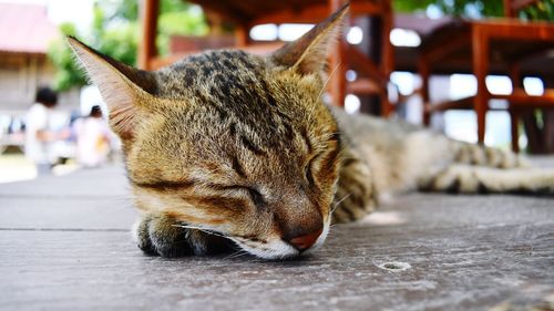 Close-up of a cat sleeping on table