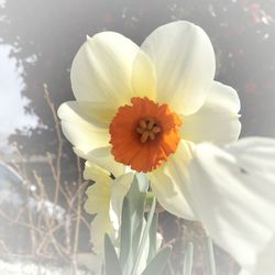 Close-up of flower blooming outdoors