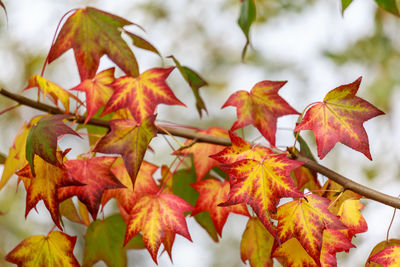 Close-up of maple leaves on branch