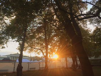 Sun shining through trees