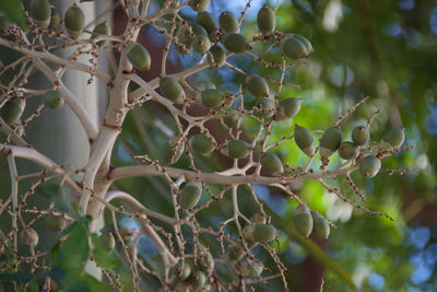 Low angle view of berries on tree